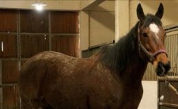 TMSF’den safkan İngiliz kısrağı ve tayı için dev ihale muhammen bedeller belli oldu