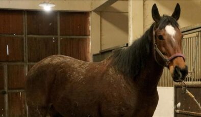 TMSF’den safkan İngiliz kısrağı ve tayı için dev ihale muhammen bedeller belli oldu