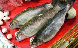 Türk somonu 11 ülkeye 32 milyon dolarlık satışla başladı