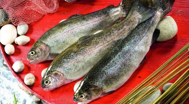 Türk somonu 11 ülkeye 32 milyon dolarlık satışla başladı