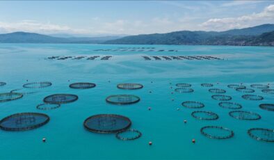 Ordu’da kafes balıkçılığında 6 bin tonluk üretim