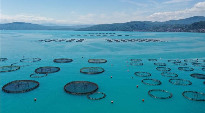 Ordu’da kafes balıkçılığında 6 bin tonluk üretim