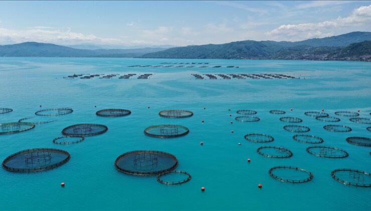 Ordu’da kafes balıkçılığında 6 bin tonluk üretim