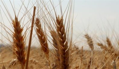 TMO, buğday satışına başladı