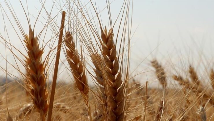 TMO, buğday satışına başladı
