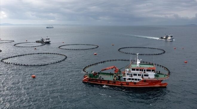 Doğu Karadeniz’den su ürünleri ihracatında yüzde 46’lık artış