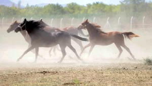 TİGEM milyonluk yarış atlarının kaybolduğu iddialarına rakamlarla yanıt verdi 3 tigemin 100 milyon degerindeki yaris atlari mi kayboldu aciklama var 3283120