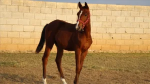 TİGEM milyonluk yarış atlarının kaybolduğu iddialarına rakamlarla yanıt verdi 4 tigemin 100 milyon degerindeki yaris atlari mi kayboldu aciklama var 3283120 202602190041 1