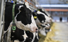 Avrupa’nın en büyük robotlu çiftliği Lüleburgaz’da!