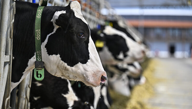 Avrupa’nın en büyük robotlu çiftliği Lüleburgaz’da!