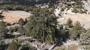 Karaman’da bin 931 yıllık dev ardıç ağacı zamana meydan okuyor 5 2026 03 20260302 2 73195676 122808257