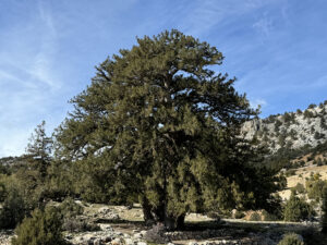 Karaman’da bin 931 yıllık dev ardıç ağacı zamana meydan okuyor 3 2026 03 20260302 2 73195676 122808261