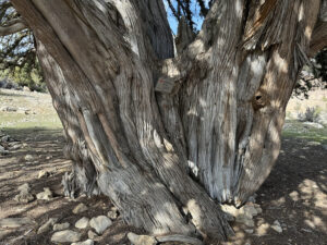 Karaman’da bin 931 yıllık dev ardıç ağacı zamana meydan okuyor 4 2026 03 20260302 2 73195676 122808263