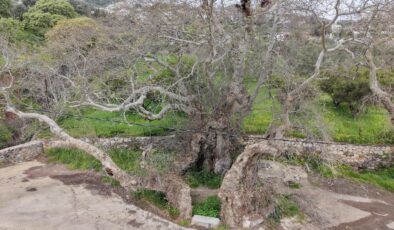 Bodrum’da keşfedilen 2 bin yıllık çınar ağacı tescil ediliyor
