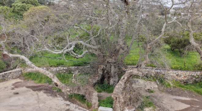 Bodrum’da keşfedilen 2 bin yıllık çınar ağacı tescil ediliyor