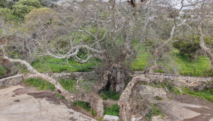 Bodrum’da keşfedilen 2 bin yıllık çınar ağacı tescil ediliyor