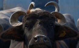 Türkiye’nin yeni süt ineğinin adı Murana oldu