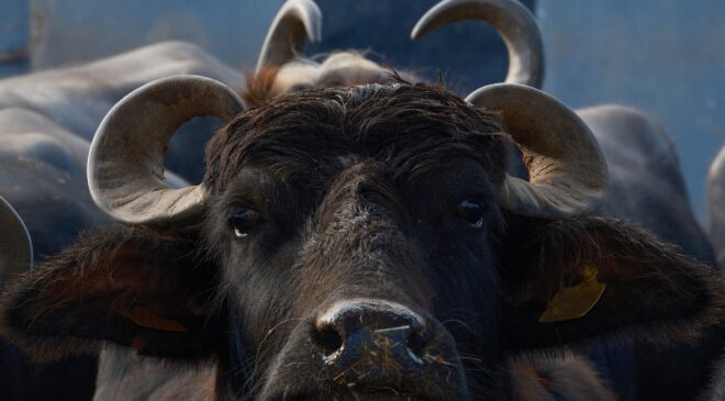 Türkiye’nin yeni süt ineğinin adı Murana oldu