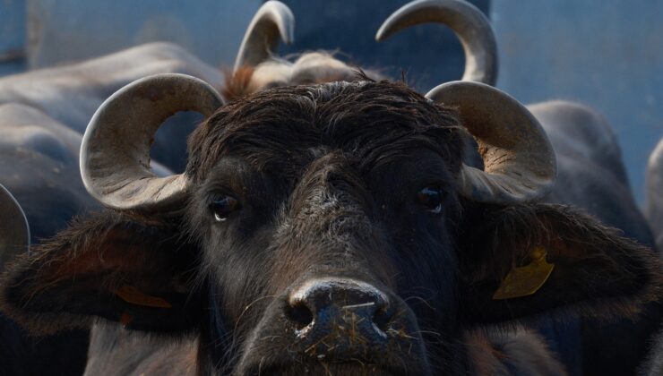 Türkiye’nin yeni süt ineğinin adı Murana oldu