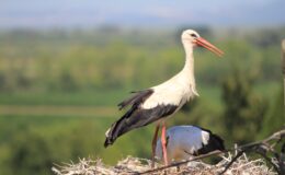 Bereket müjdecisi leylek sürüsü Bursa semalarında görüldü
