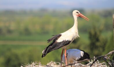 Bereket müjdecisi leylek sürüsü Bursa semalarında görüldü