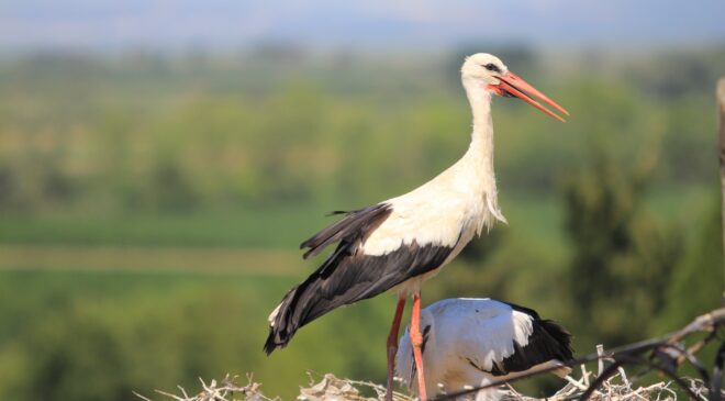 Bereket müjdecisi leylek sürüsü Bursa semalarında görüldü