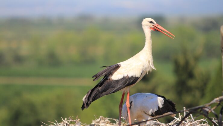Bereket müjdecisi leylek sürüsü Bursa semalarında görüldü