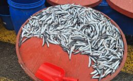 Tekirdağ pazarında hamsinin kilogram fiyatı 50 liradan 200 liraya yükseldi