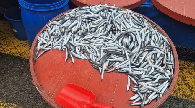 Tekirdağ pazarında hamsinin kilogram fiyatı 50 liradan 200 liraya yükseldi