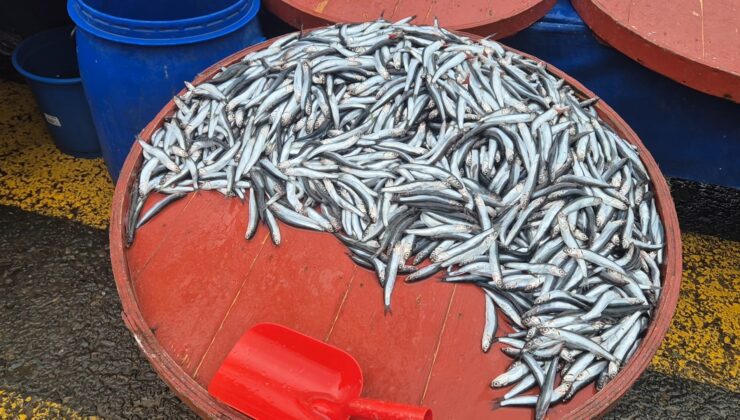 Tekirdağ pazarında hamsinin kilogram fiyatı 50 liradan 200 liraya yükseldi