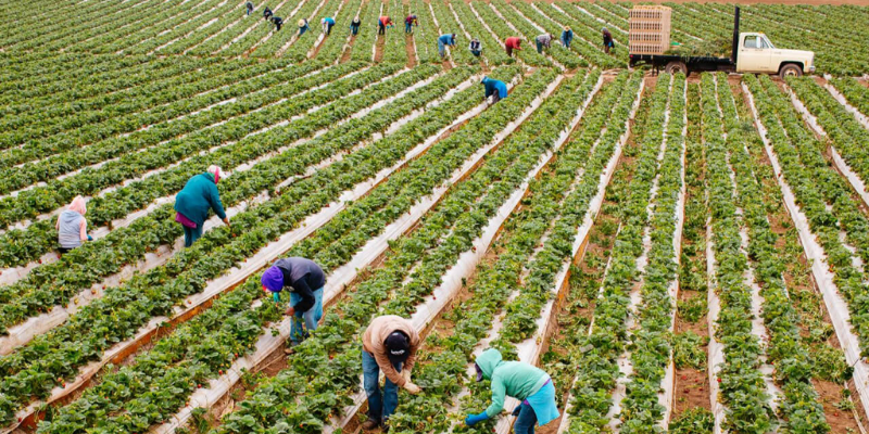 tarım kooperatifçiliği