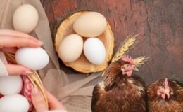 Yumurta üretimi 1,9 milyar adedi aştı