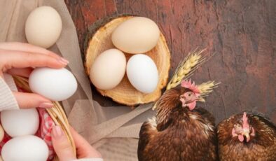 Yumurta üretimi 1,9 milyar adedi aştı