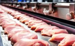 İhracat serbest kaldı, tavuk fiyatları yükseldi