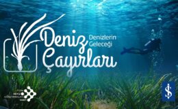 Denizlerin akciğerleri tehlikede: Deniz çayırları hızla azalıyor