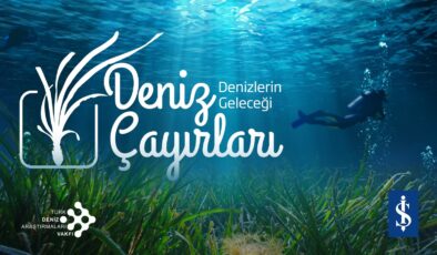 Denizlerin akciğerleri tehlikede: Deniz çayırları hızla azalıyor