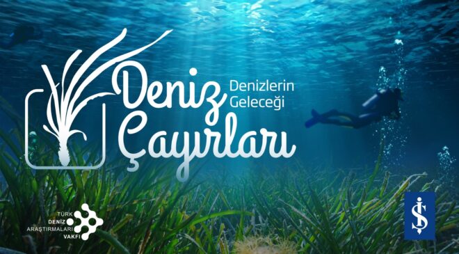 Denizlerin akciğerleri tehlikede: Deniz çayırları hızla azalıyor