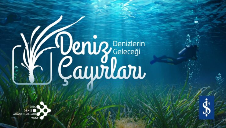 Denizlerin akciğerleri tehlikede: Deniz çayırları hızla azalıyor