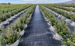 Tarım, teknoloji ve emtiada stratejik dönüşüm