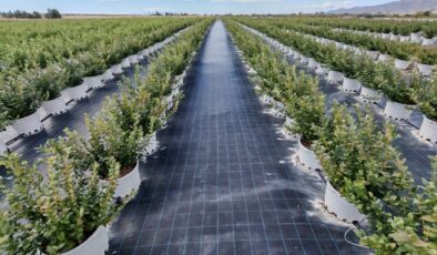 Tarım, teknoloji ve emtiada stratejik dönüşüm