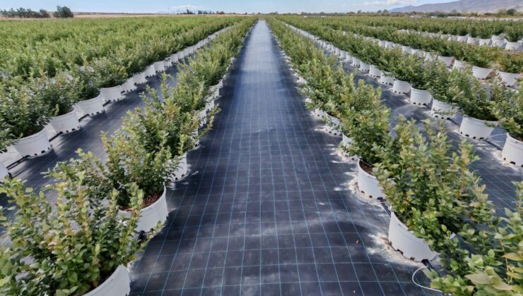 Tarım, teknoloji ve emtiada stratejik dönüşüm