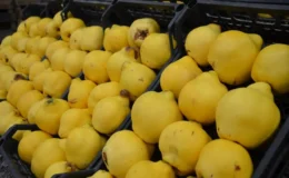 Avrupa kapıları kapandı: Osmaneli ayvası 250 lirayı gördü!