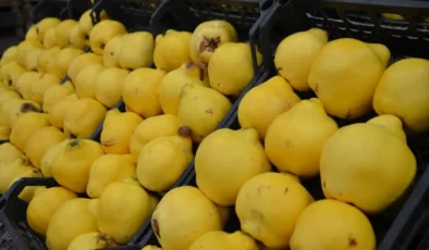 Avrupa kapıları kapandı: Osmaneli ayvası 250 lirayı gördü!