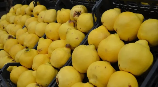 Avrupa kapıları kapandı: Osmaneli ayvası 250 lirayı gördü!