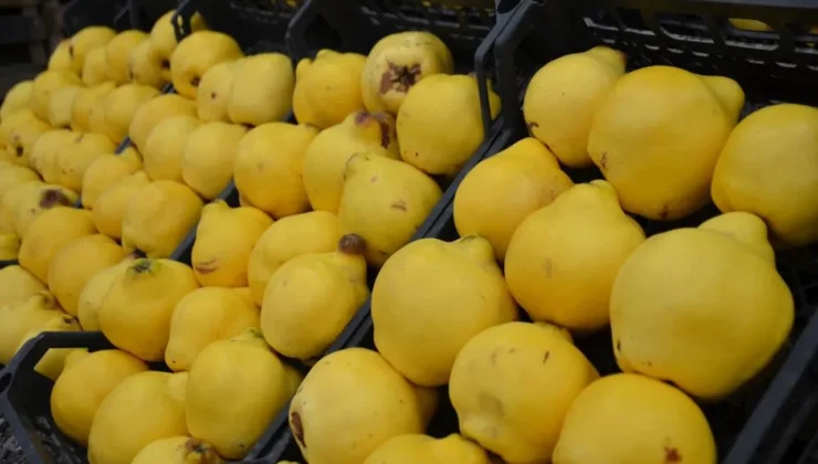 Avrupa kapıları kapandı: Osmaneli ayvası 250 lirayı gördü!