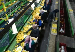 Limon fiyatları bu yıl üreticisini güldürdü 4 calisanlarin yuzde 70i kadin hasadin sonuna gelindi gecen yil 10 liraydi bu yil 50 1777047 202603141029 20260314102918 1