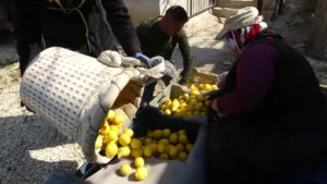 Limon fiyatları bu yıl üreticisini güldürdü 3 calisanlarin yuzde 70i kadin hasadin sonuna gelindi gecen yil 10 liraydi bu yil 50 1777047 202603141029 20260314102919 2