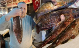 Hint Okyanusu’ndan Mersin tezgahlarına uzanan nadir lezzet: Kırmızı benekli lagos