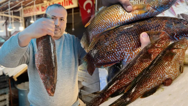 Hint Okyanusu’ndan Mersin tezgahlarına uzanan nadir lezzet: Kırmızı benekli lagos