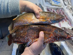 Hint Okyanusu'ndan Mersin tezgahlarına uzanan nadir lezzet: Kırmızı benekli lagos 4 hint okyanusundan turkiyeye tezgahta yerini aldi kilosu 700 lira 1775040 202603051113 20260305111313 3